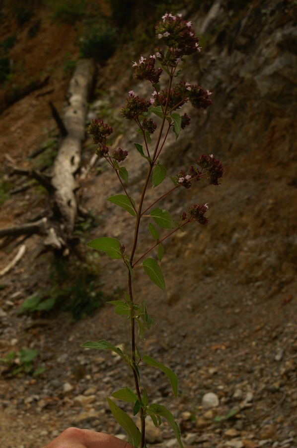 Navadna dobra misel (<i>Origanum vulgare</i>), Limbarska gora, 2006-08-20 (Foto: Benjamin Zwittnig)