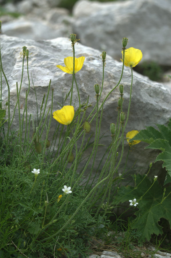 Kernerjev mak (<i>Papaver alpinum ssp. kerneri</i>), Veliki podi (pod Skuto), 2007-06-21 (Foto: Benjamin Zwittnig)