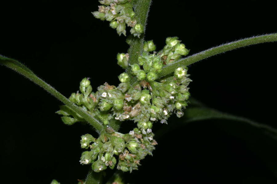 Navadna krišina (<i>Parietaria officinalis</i>), Čolnišče, 2008-06-28 (Foto: Benjamin Zwittnig)