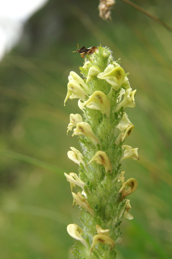 Julijski ušivec (<i>Pedicularis elongata ssp. julica</i>), 2010-06-25 (Foto: Benjamin Zwittnig)