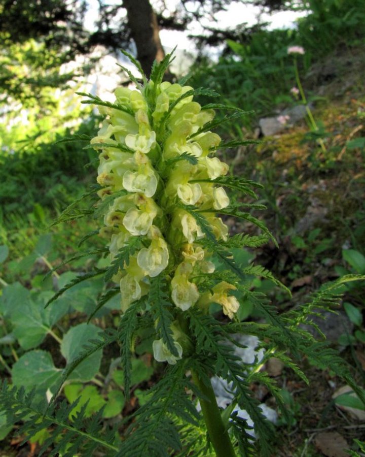 Bosenski ušivec (<i>Pedicularis hoermanniana</i>), Ljubeljski prelaz, 2013-06-17 (Foto: Boris Gaberšček)