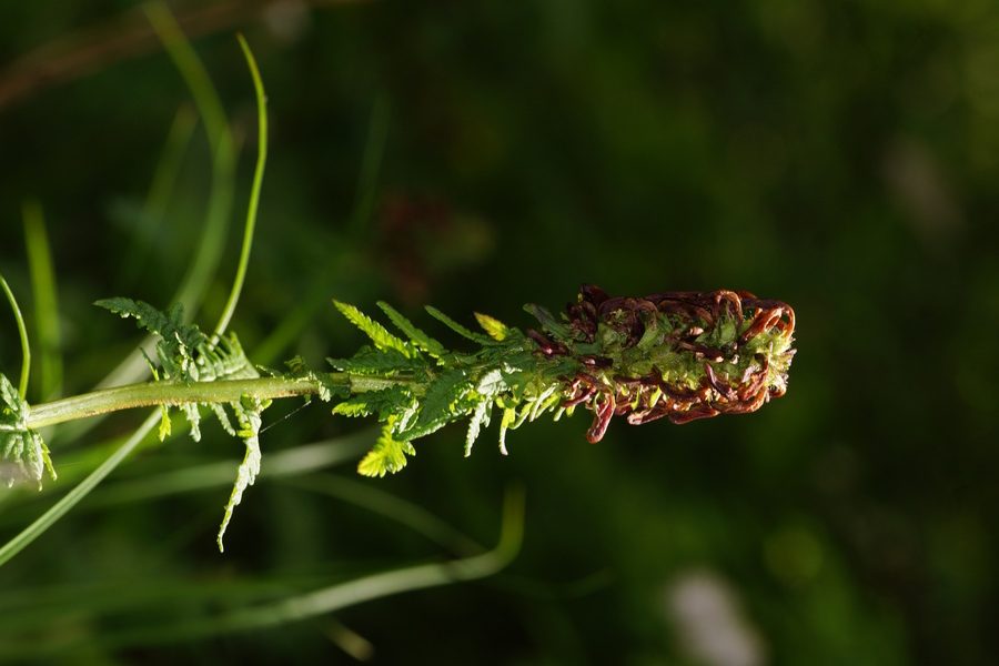 Prisekani ušivec (<i>Pedicularis recutita</i>), pod Kokrškim sedlom, 2015-06-13 (Foto: Benjamin Zwittnig)