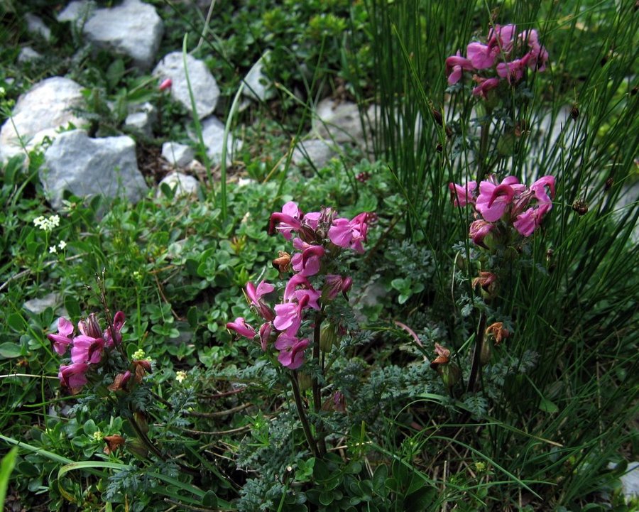 Glavičasti ušivec (<i>Pedicularis rostratocapitata</i>), Zelenica – Stol, 2009-07-22 (Foto: Boris Gaberšček)