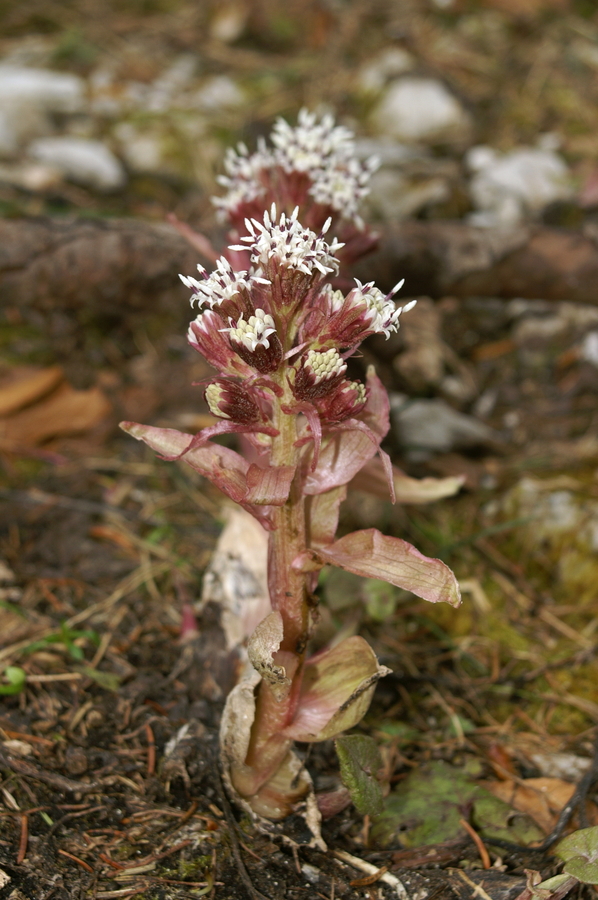 Navadni repuh (<i>Petasites hybridus</i>), Vršič, 2006-05-27 (Foto: Benjamin Zwittnig)
