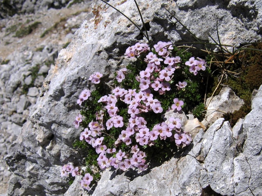 Pirinejski kamnokras (<i>Petrocallis pyrenaica</i>), Struška (Karavanke), 2009-06-14 (Foto: Boris Gaberšček)