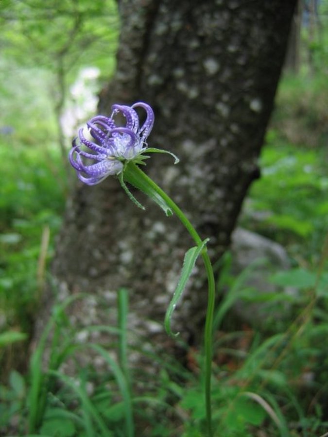 Glavičasti repuš (<i>Phyteuma orbiculare</i>), Kamniška Bela, 2007-05-30 (Foto: Boris Gaberšček)