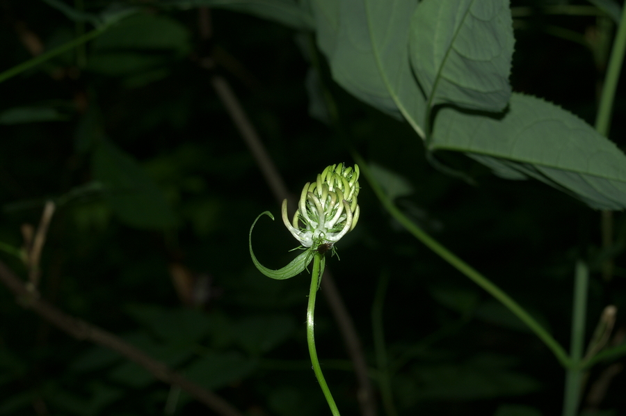 Klasasti repuš (<i>Phyteuma spicatum</i>), Pekel, 2006-06-11 (Foto: Benjamin Zwittnig)