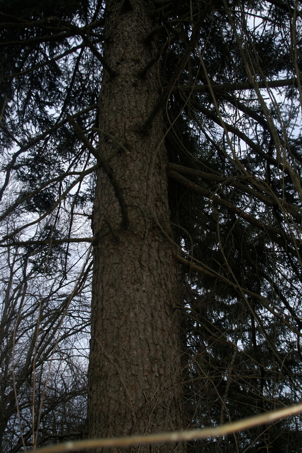 Navadna smreka (<i>Picea abies</i>), Planina na Vrhniko, 2008-02-23 (Foto: Benjamin Zwittnig)