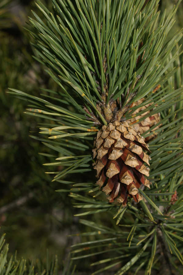 Črni bor (<i>Pinus nigra</i>), Polhograjska grmada, 2008-03-02 (Foto: Benjamin Zwittnig)