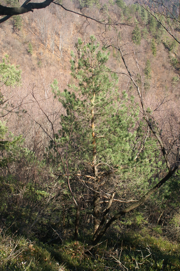 Rdeči bor (<i>Pinus sylvestris</i>), Polhograjska grmada, 2008-03-02 (Foto: Benjamin Zwittnig)