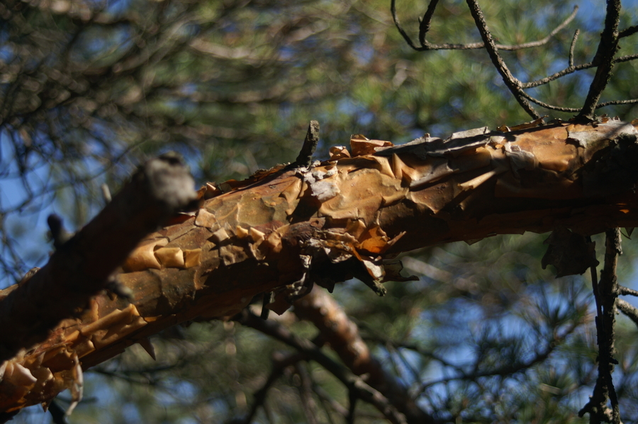 Rdeči bor (<i>Pinus sylvestris</i>), Polhograjska grmada, 2008-03-02 (Foto: Benjamin Zwittnig)