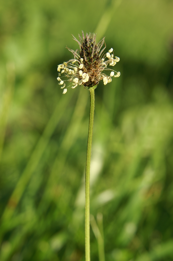 Ozkolistni trpotec (<i>Plantago lanceolata</i>), Krnica, 2010-06-05 (Foto: Benjamin Zwittnig)