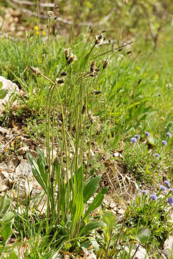 Ozkolistni trpotec (<i>Plantago lanceolata</i>), Četež pri Turjaku, 2016-04-17 (Foto: Benjamin Zwittnig)