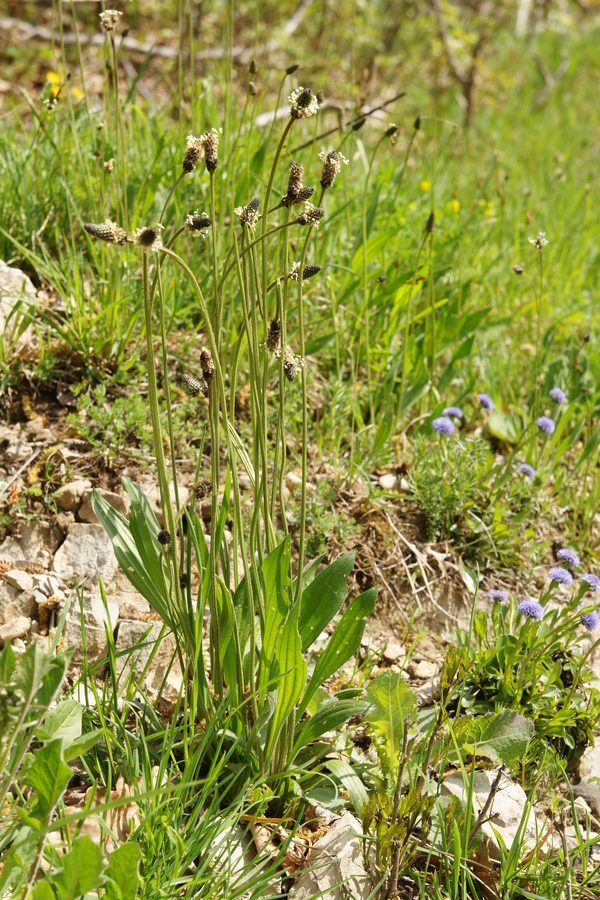 Ozkolistni trpotec (<i>Plantago lanceolata</i>), Četež pri Turjaku, 2016-04-17 (Foto: Benjamin Zwittnig)