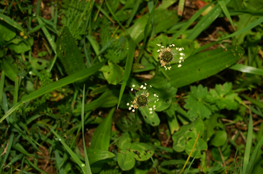 Ozkolistni trpotec (<i>Plantago lanceolata</i>), Koreno, 2006-08-27 (Foto: Benjamin Zwittnig)