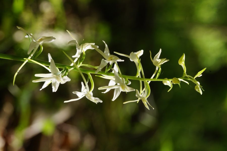 Dvolistni vimenjak (<i>Plantanthera bifolia</i>), 2015-06-13 (Foto: Benjamin Zwittnig)