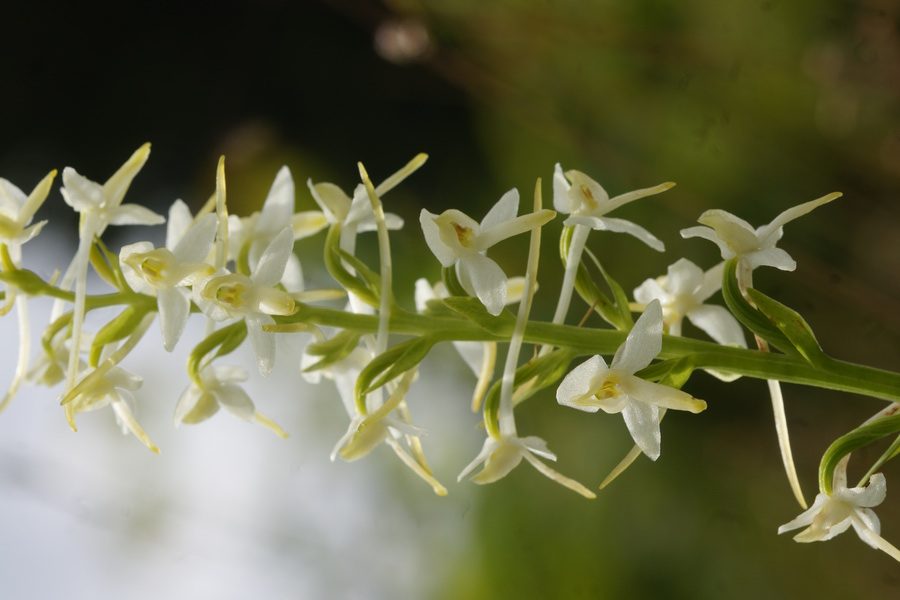 Dvolistni vimenjak (<i>Plantanthera bifolia</i>), 2015-06-20 (Foto: Benjamin Zwittnig)