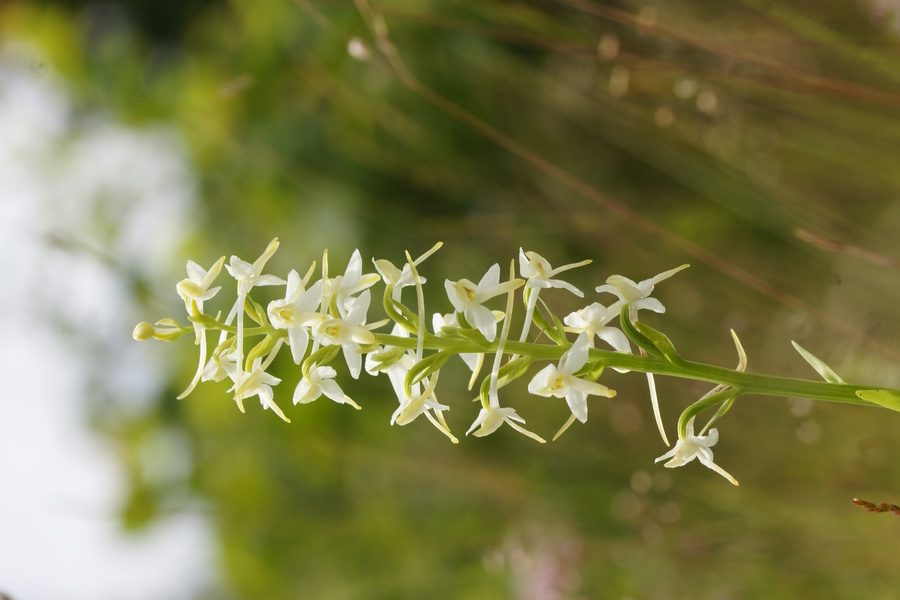 Dvolistni vimenjak (<i>Plantanthera bifolia</i>), 2015-06-20 (Foto: Benjamin Zwittnig)