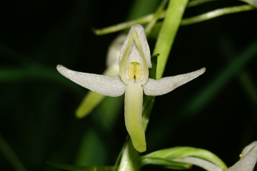 Dvolistni vimenjak (<i>Plantanthera bifolia</i>), 2006-06-23 (Foto: Benjamin Zwittnig)