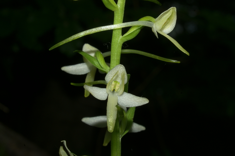 Dvolistni vimenjak (<i>Plantanthera bifolia</i>), 2006-06-11 (Foto: Benjamin Zwittnig)