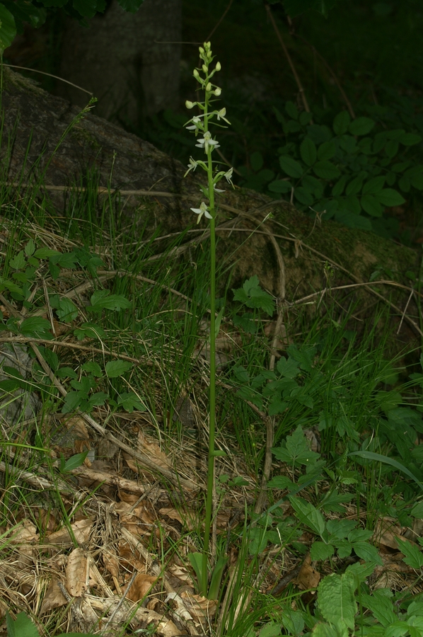 Dvolistni vimenjak (<i>Plantanthera bifolia</i>), 2006-06-11 (Foto: Benjamin Zwittnig)