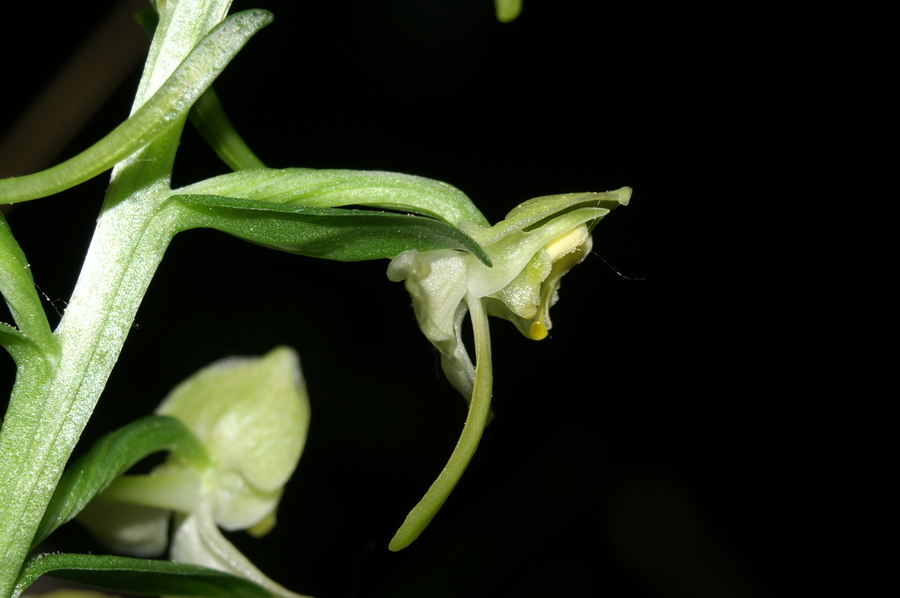 Zelenkasti vimenjak (<i>Plantanthera clorantha</i>), 2006-05-21 (Foto: Benjamin Zwittnig)