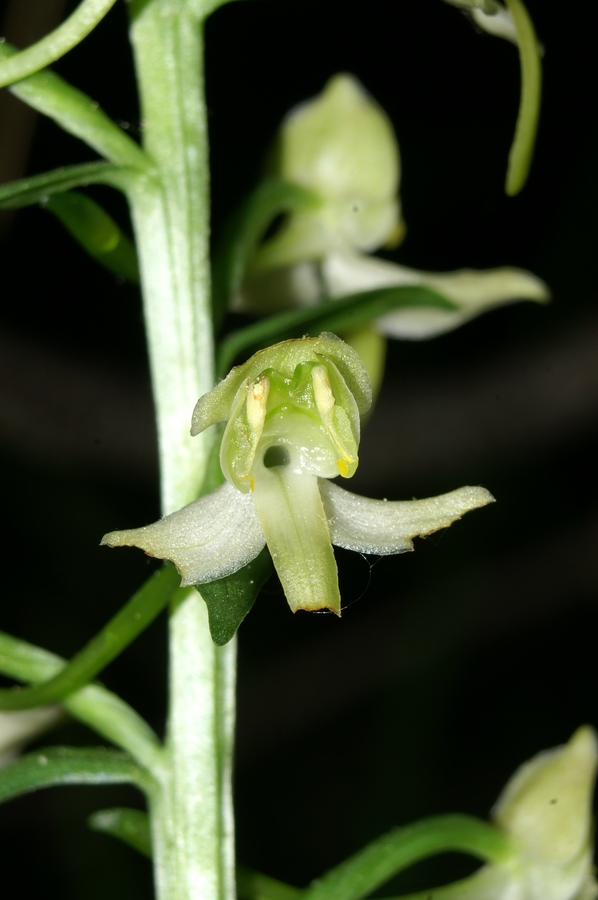 Zelenkasti vimenjak (<i>Plantanthera clorantha</i>), 2006-05-21 (Foto: Benjamin Zwittnig)