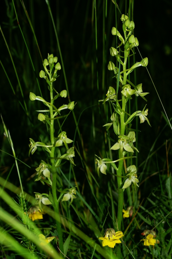 Zelenkasti vimenjak (<i>Plantanthera clorantha</i>), 2006-06-03 (Foto: Benjamin Zwittnig)