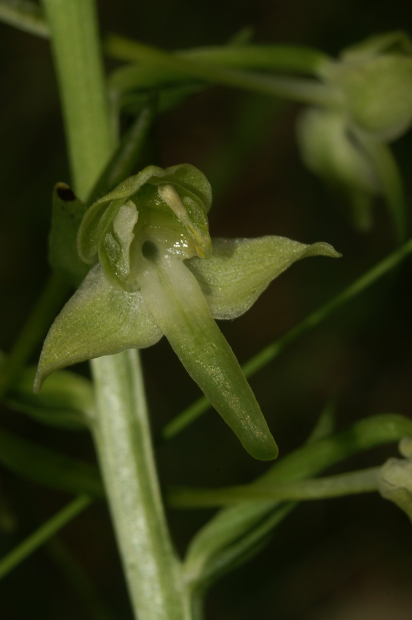 Zelenkasti vimenjak (<i>Plantanthera clorantha</i>), 2008-06-01 (Foto: Benjamin Zwittnig)