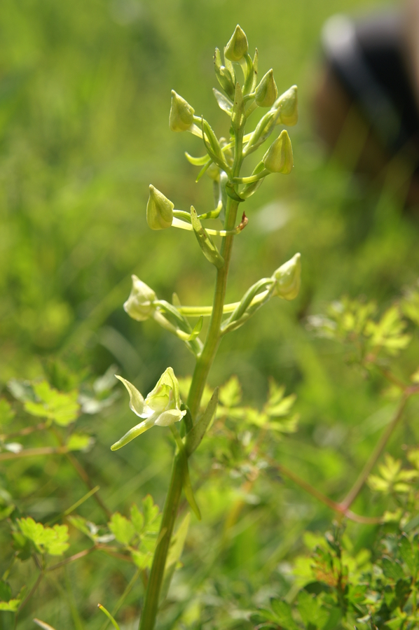 Zelenkasti vimenjak (<i>Plantanthera clorantha</i>), 2009-05-20 (Foto: Benjamin Zwittnig)