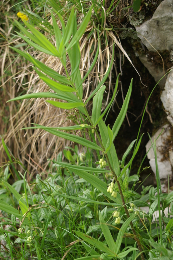 Vretenčasti salomonov pečatnik (<i>Polygonatum verticillatum</i>), Gamsov skret, 2007-06-21 (Foto: Benjamin Zwittnig)