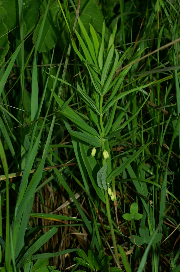 Vretenčasti salomonov pečatnik (<i>Polygonatum verticillatum</i>), Mrzlica, 2006-06-03 (Foto: Benjamin Zwittnig)