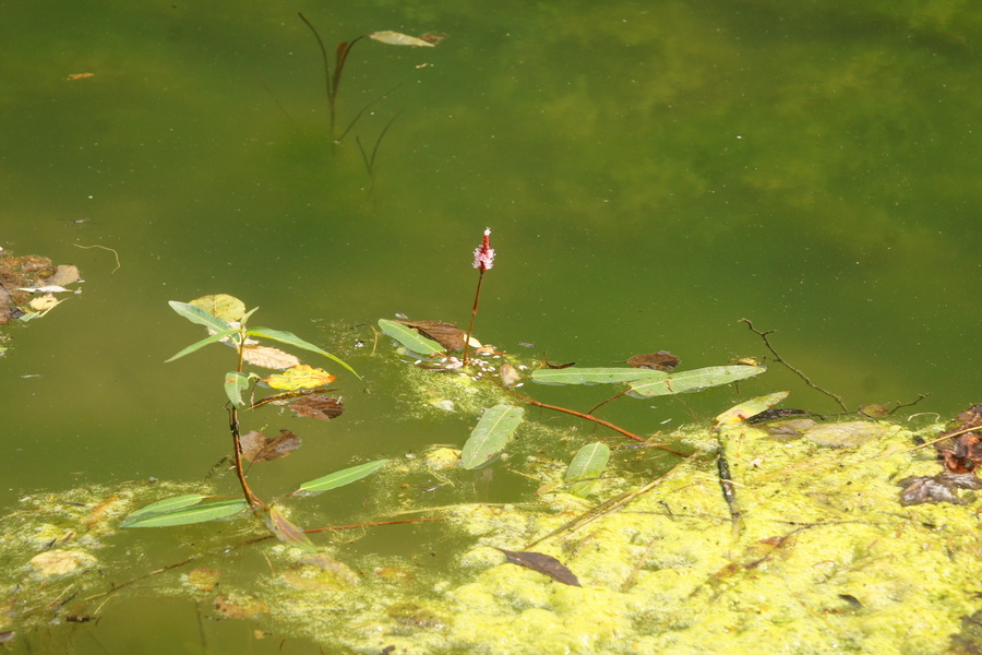 Vodna dresen (<i>Polygonum amphibium</i>), Draga pri Igu, 2013-09-08 (Foto: Benjamin Zwittnig)