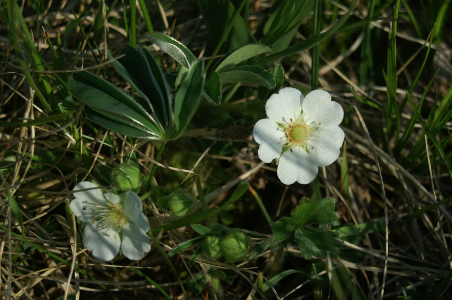 Beli petoprstnik (<i>Potentilla alba</i>), Babno polje, 2008-05-10 (Foto: Benjamin Zwittnig)