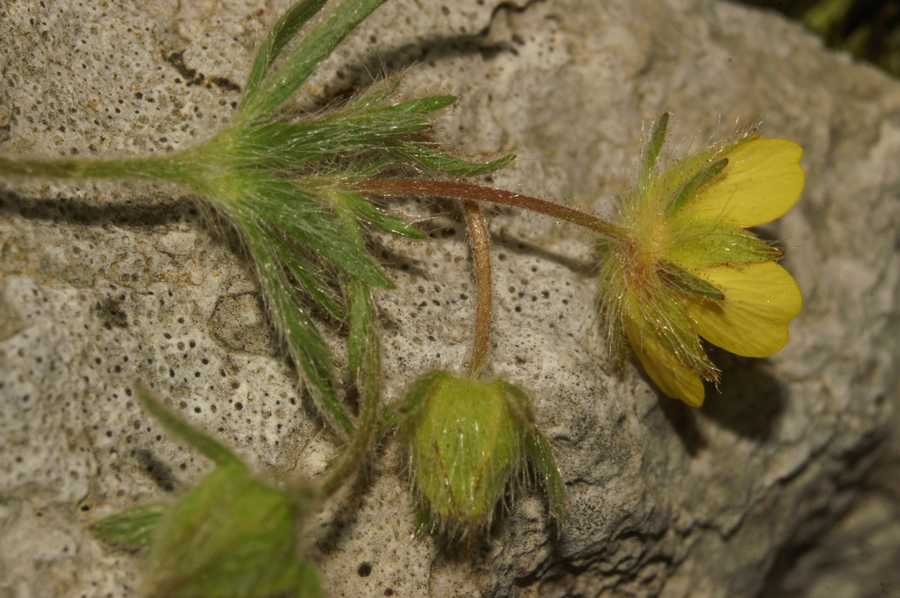 Sedmerolistni petoprstnik (<i>Potentilla heptaphylla</i>), Slavnik, 2007-04-22 (Foto: Benjamin Zwittnig)