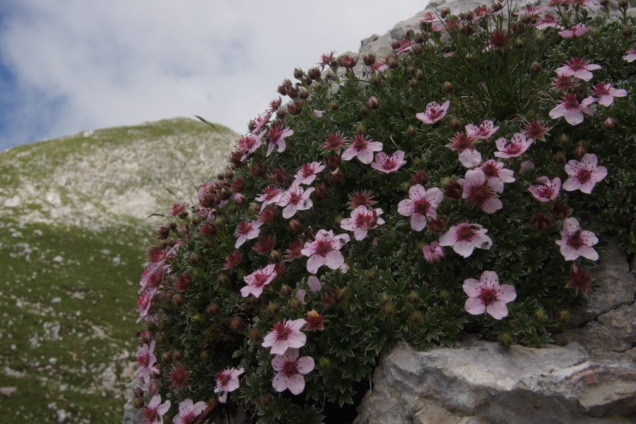 Triglavska roža (<i>Potentilla nitida</i>), planina Leskovca – Krn, 2010-07-19 (Foto: Benjamin Zwittnig)