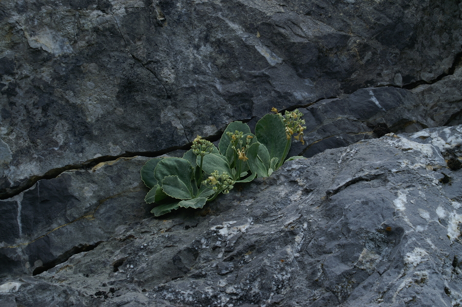 Avrikelj (<i>Primula auricula</i>), Soriška planina, 2006-06-29 (Foto: Benjamin Zwittnig)