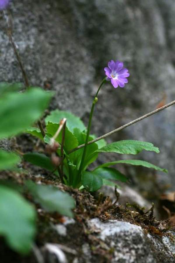 Kranjski jeglič (<i>Primula carniolica</i>), 2011-04-27 (Foto: Jure Slatner)