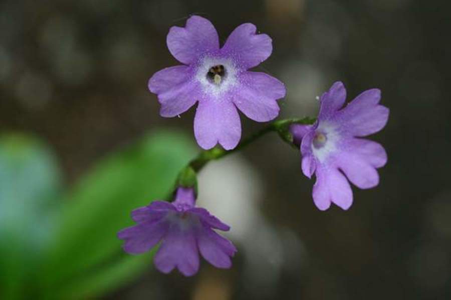Kranjski jeglič (<i>Primula carniolica</i>), 2011-04-27 (Foto: Jure Slatner)