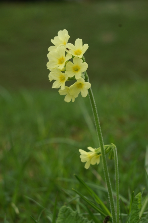 Visoki jeglič (<i>Primula elatior</i>), Vršič, 2006-05-27 (Foto: Benjamin Zwittnig)