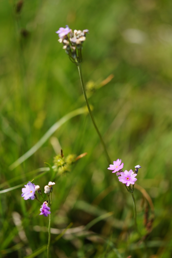 Moknati jeglič (<i>Primula farinosa</i>), Vitranc, 2014-07-04 (Foto: Benjamin Zwittnig)
