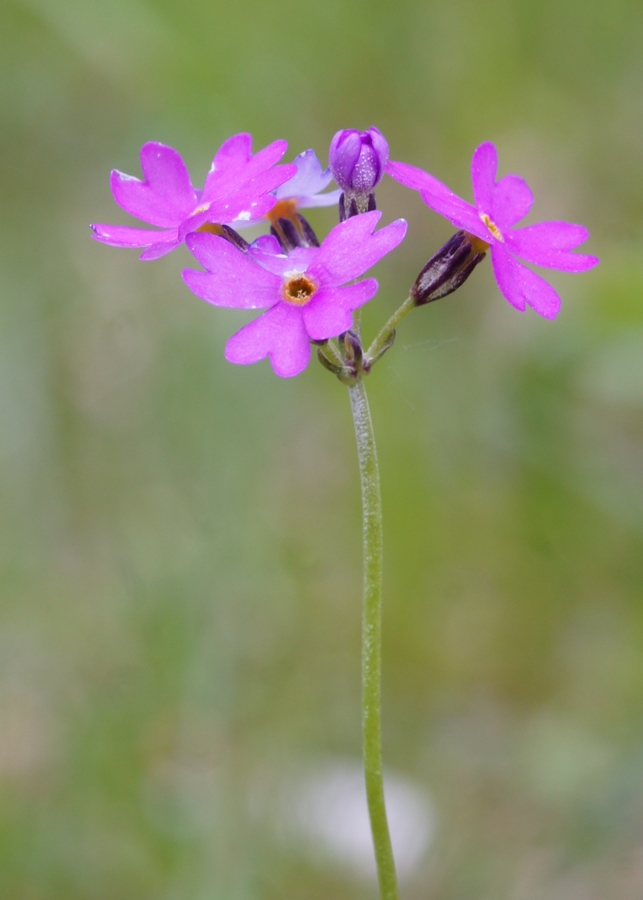 Moknati jeglič (<i>Primula farinosa</i>), Krnica (pod Špikom), 2015-05-27 (Foto: Benjamin Zwittnig)