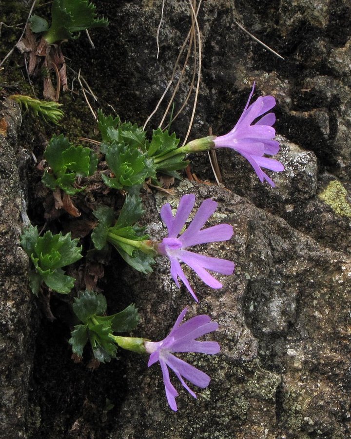 Najmanjši jeglič (<i>Primula minima</i>), Komen (Smrekovec), 2011-05-24 (Foto: Boris Gaberšček)