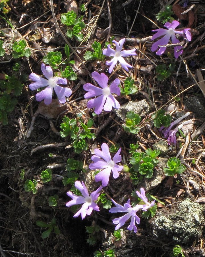 Najmanjši jeglič (<i>Primula minima</i>), Komen (Smrekovec), 2011-05-24 (Foto: Boris Gaberšček)