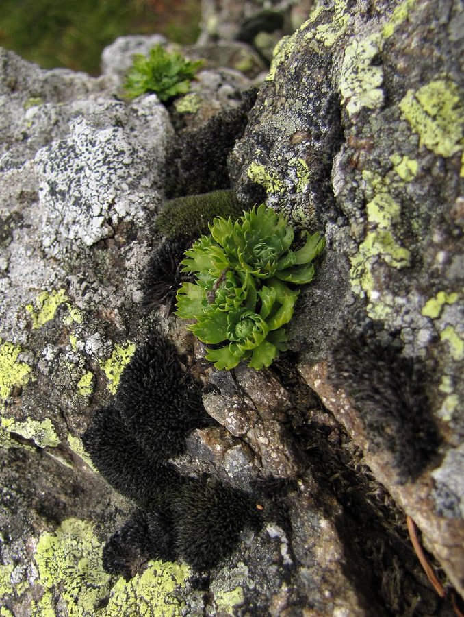 Najmanjši jeglič (<i>Primula minima</i>), Komen (Smrekovec), 2010-08-05 (Foto: Boris Gaberšček)