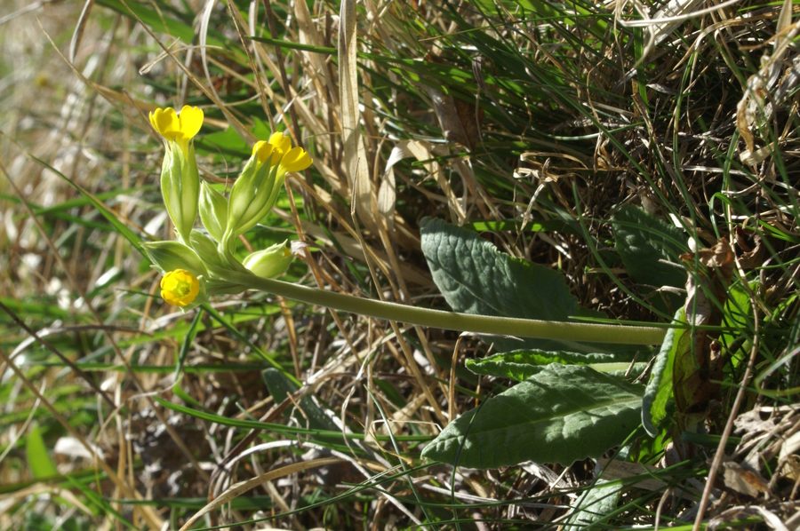 Pomladanski jeglič (<i>Primula veris ssp. veris</i>), Trenta, 2007-04-17 (Foto: Benjamin Zwittnig)