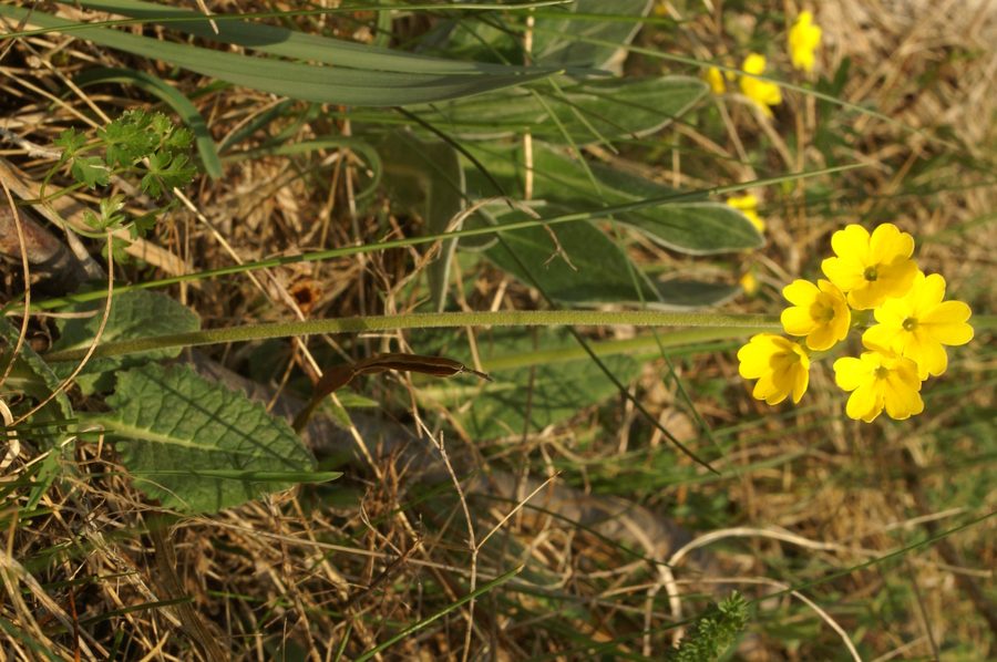 Pomladanski jeglič (<i>Primula veris ssp. veris</i>), Slavnik, 2007-04-22 (Foto: Benjamin Zwittnig)