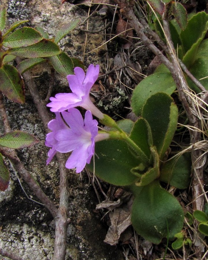 Kuštravi jeglič (<i>Primula villosa</i>), Komen (Smrekovec), 2011-05-24 (Foto: Boris Gaberšček)