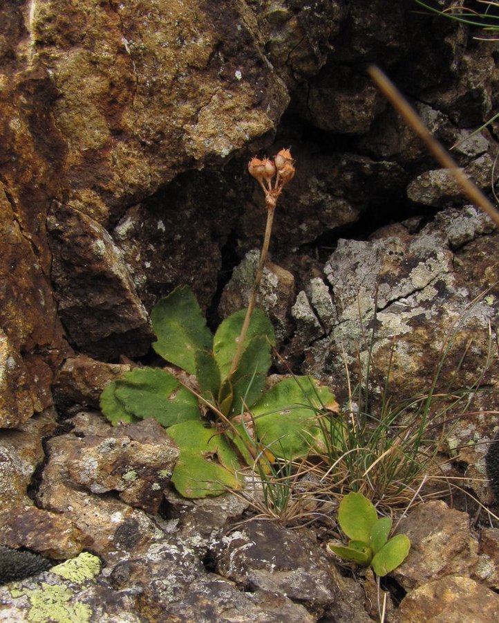 Kuštravi jeglič (<i>Primula villosa</i>), Komen (Smrekovec), 2010-08-05 (Foto: Boris Gaberšček)