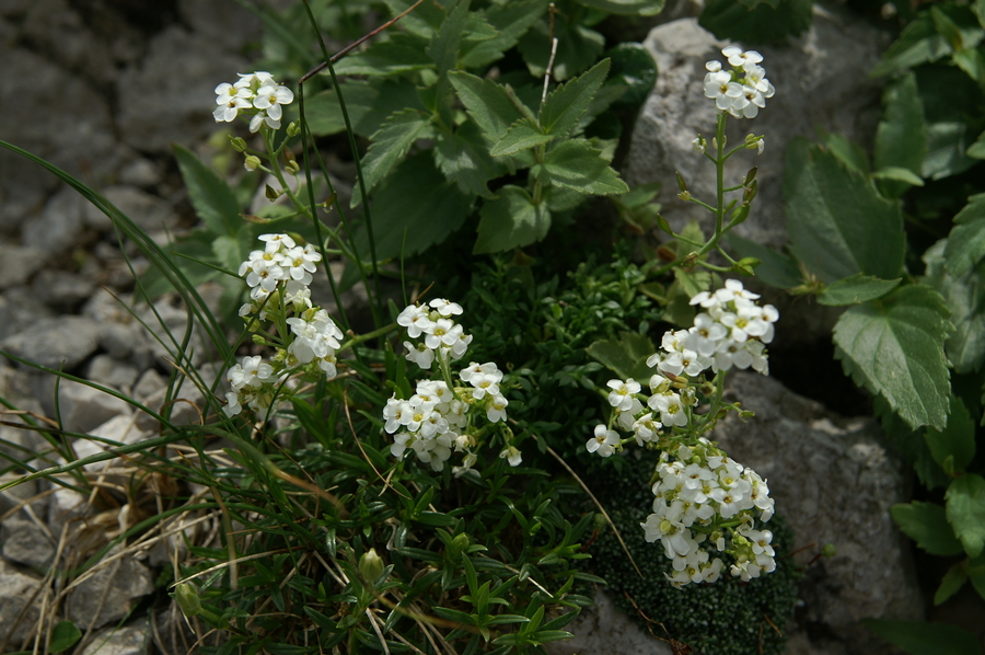 Alpska krešica (<i>Pritzelago alpina ssp. alpina</i>), Korošica (Kamniške  alpe), 2008-07-12 (Foto: Benjamin Zwittnig)